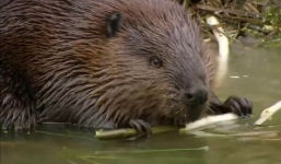 Cả cánh rừng suýt bị 'hủy diệt' vì kẻ phá hoại tí hon này